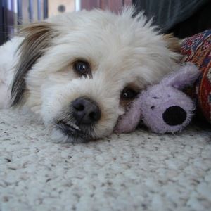 Meet your Posher, Nubia